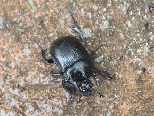 Réf. 203 235 : Typhaeus typhoeus